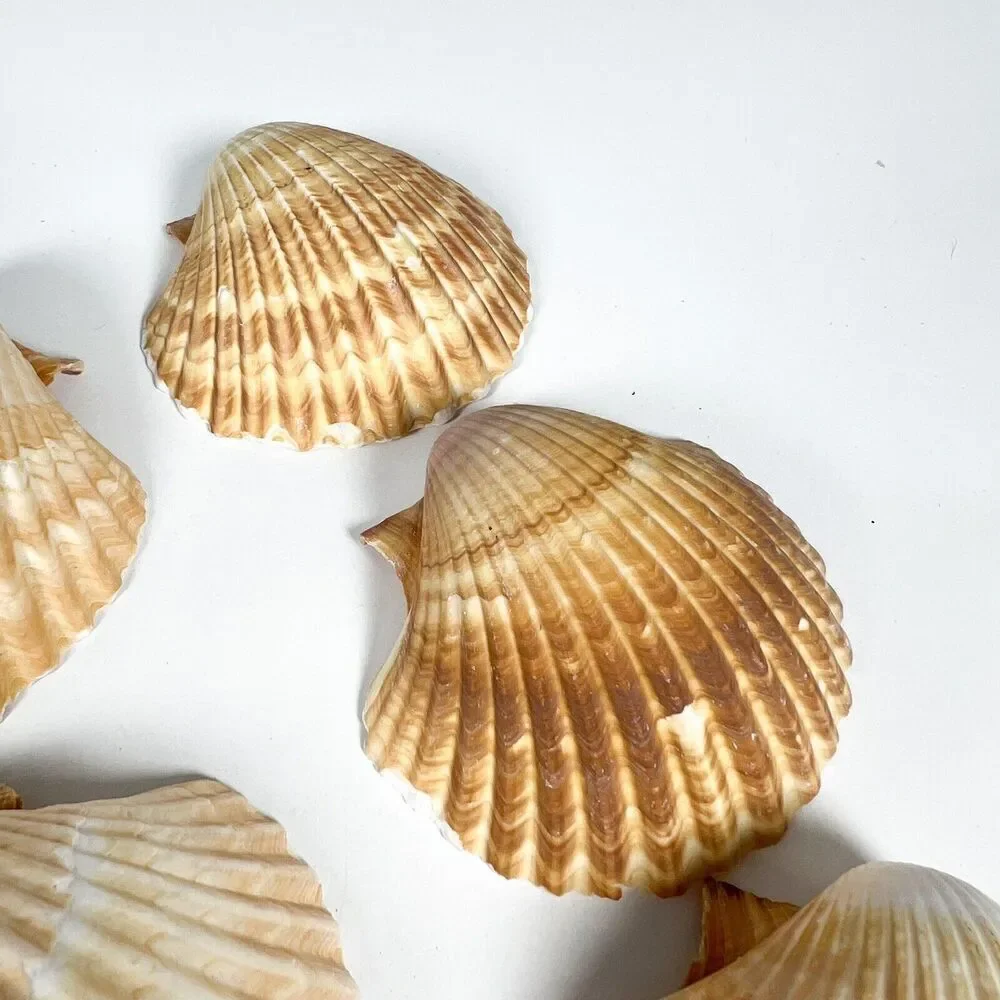 Lot of 6 Seashells Clam Shell Medium 3” Ocean Theme Home Decor